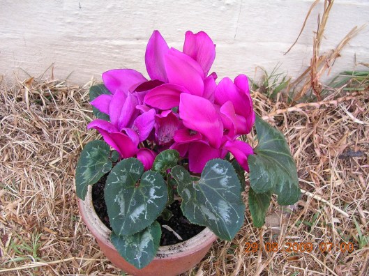 Cyclamen rescued