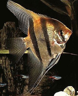 Angel Fish