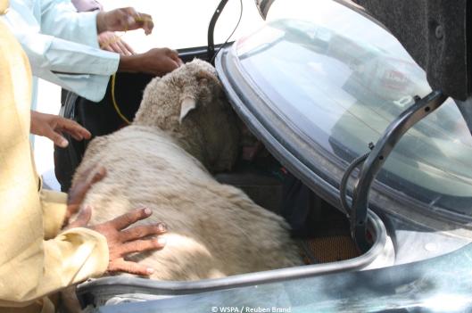 Live sheep in a car boot - Dubai