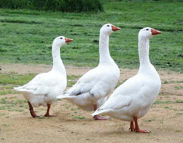 geese3a
