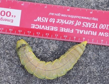 Green Grub