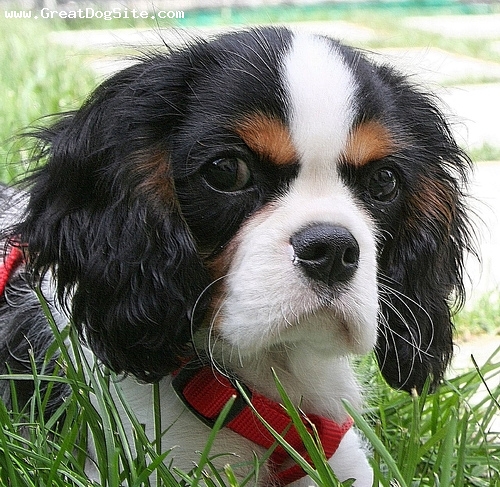 Cavalier King Charles Spaniel-4 months-Tri Color-1187305072
