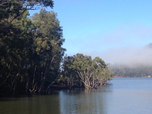 MJ River Mangrove Fog