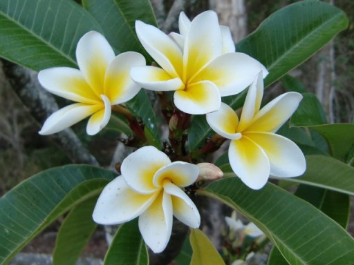 lindyp_Frangipani_Flowers-938x704