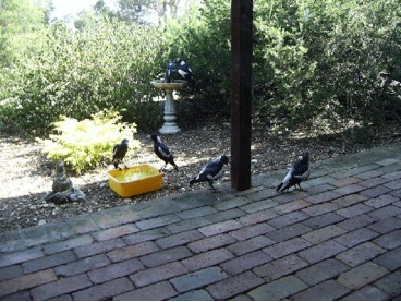 Magpies