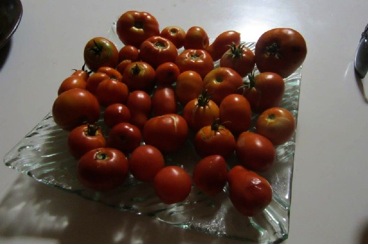 tomatoes